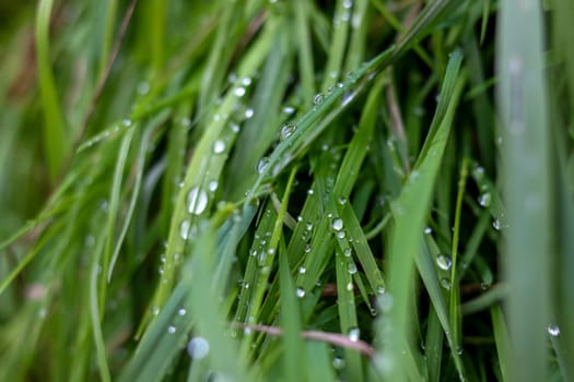 Close up of fresh thick grass with water drops after the rain. Dew drops on green grass in Latvia. Background of wet grass.