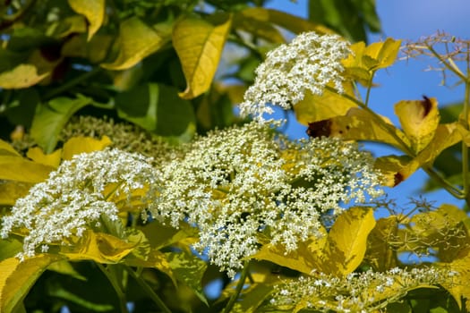 Flowering shrub. Shrub with white flowers and yellow leaves. White flowering bush on green field. Closeup of bush on background of blue sky. Flowering shrub with white flowers in summer day, Latvia.