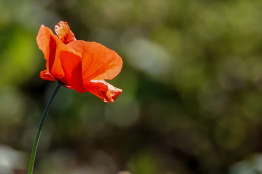 Top view of one red poppy flower on background of green meadow.