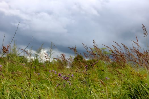 Landscape with meadow and blue sky. Rural  flowers on a green grass. Field with grass and wild flowers Meadow with wild flowers. Field  with background of blue sky and clouds. Meadow and blue sky in summer day, Latvia.