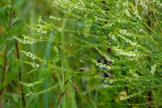 Close up of fresh thick grass with water drops after the rain. Wild flowers in rain. Dew drops on green grass in Latvia. Background of wet grass.