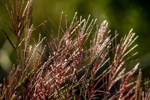 Closeup of grass. Grass on the background of river. Nature grass near the river in Latvia. Abstract background of grass and river. Wild grass in autumn, Latvia. ..