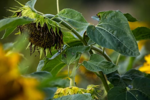 Blooming flowers. Sunflowers on a green grass.  Meadow with sunflowers. Wild flowers. Nature flower. Sunflowers on field. Sunflower is tall plant of the daisy family, with very large golden-rayed flowers.