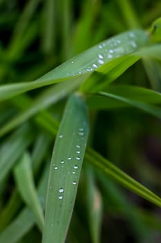 Close up of fresh thick grass with water drops after the rain. Dew drops on green grass in Latvia. Background of wet grass.