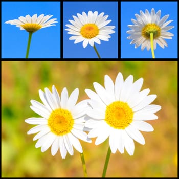 Photo collage with chamomile flowers
