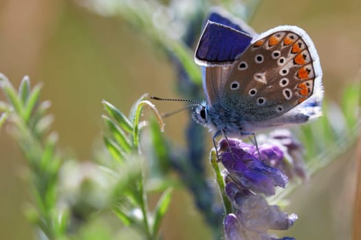 Common Blue with a kinked wing in a macro shot