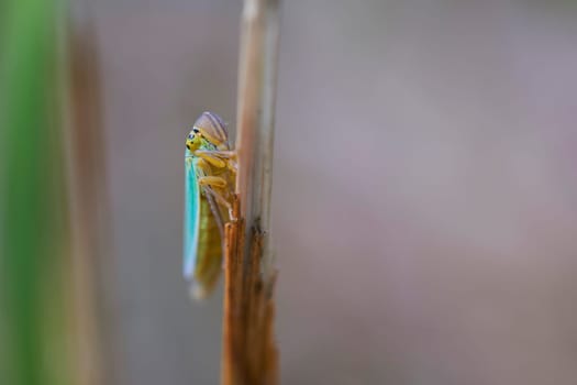 Green leafhopper on a blade of grass in a macro shot