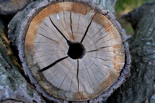 Wood pile in the forest - tree trunk in a detail shot