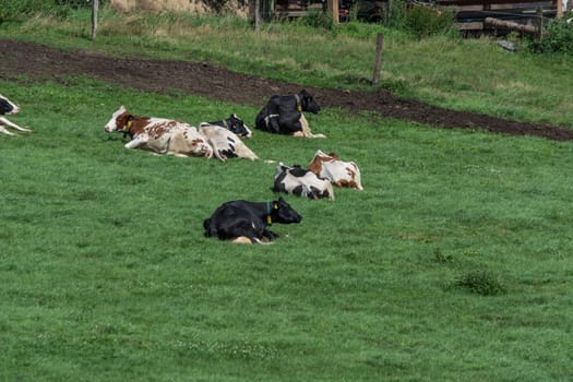 HATTINGEN, NRW, GERMANY - AUGUST 03, 2017: Meadow with cows..Cows of a dairy grazing on fields of a farm.