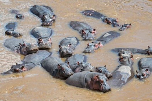 Hippos,Hippos (Hippopotamus amphibius),Herd in the River,Masai Mara,Kenya