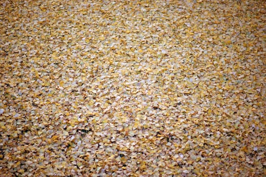The fallen yellow leaves of the ginkgo tree in autumn....