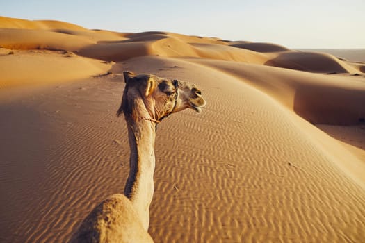 Personal view from riding on camel against sand dunes. Wahiba Sands in Oman.