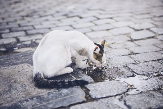 Abandoned cat drinking water from puddle on city street.
