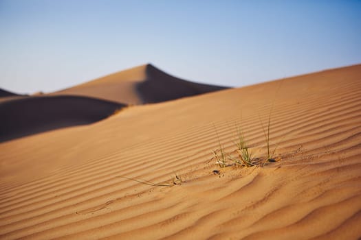 Close-up view of grass on sand dune against clear blue sky. Wahiba Sands in Oman.