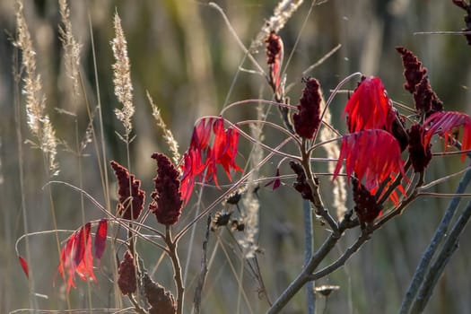 Colorful vibrant leaves on a sumac plant during the autumn season in Latvia. Sumac with red  leaves.