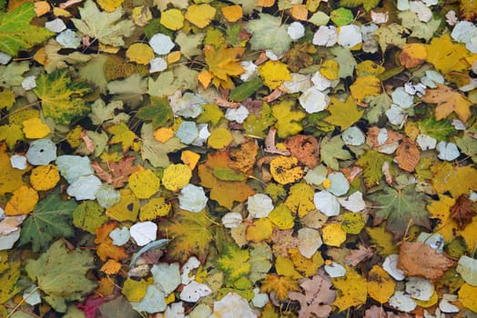 Fallen tree leaves in water, forming a smooth colored background.
