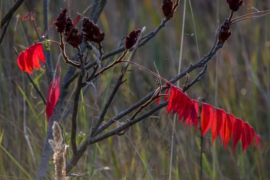 Colorful vibrant leaves on a sumac plant during the autumn season in Latvia. Sumac with red  leaves.