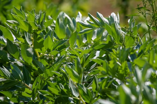 Broad beans plant in the garden. Broad bean plant in Latvia. Background of broad beans. Broad beans plants on the field in summer day.
