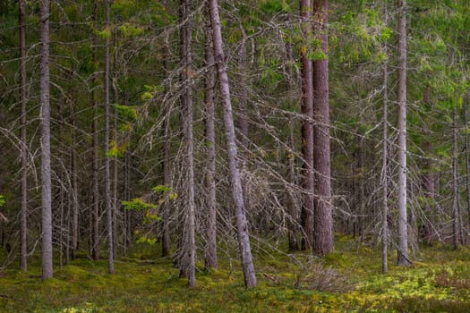 Mossy coniferous forest in Latvia. Fir and pine forest. Mixed wood of pine and spruce trees. Coniferous forest with spruce and pine trees.
