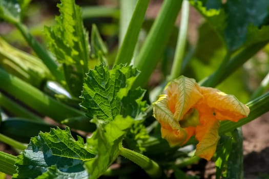 Flowering zucchini in the vegetable garden. Courgette flower in garden, Latvia. ..