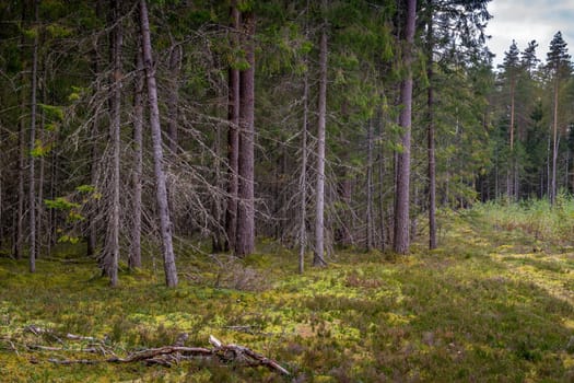 Mossy coniferous forest in Latvia. Fir and pine forest. Mixed wood of pine and spruce trees. Coniferous forest with spruce and pine trees.