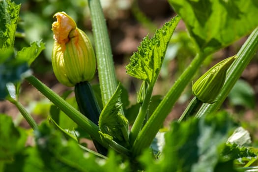 Flowering zucchini in the vegetable garden. Courgette flower in garden, Latvia. ..
