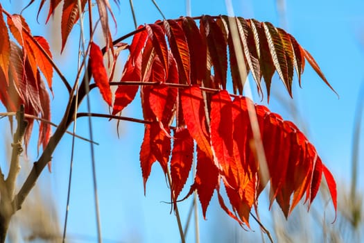 Colorful vibrant leaves on a sumac plant during the autumn season in Latvia. Sumac with red  leaves. Sumac on background of blue sky. ..