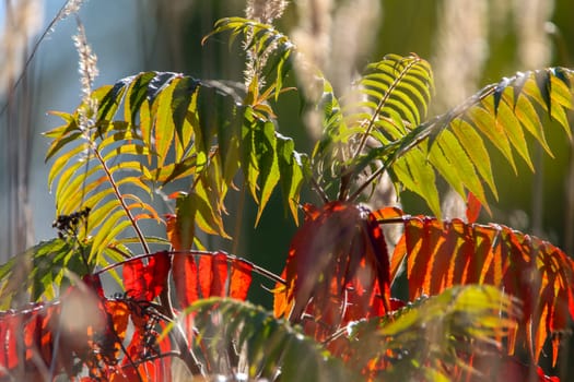 Colorful vibrant leaves on a sumac plant during the autumn season in Latvia. Sumac with red and green leaves. ..