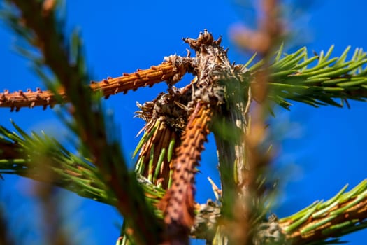 Spruce top on bright blue sky background. Fir tree top with needles in sunny day, Latvia.