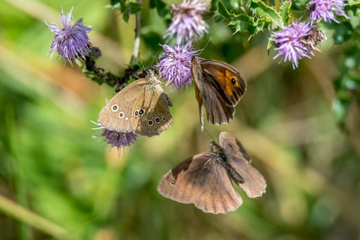 Three brown butterflies fly around a purple flower around against blurred background