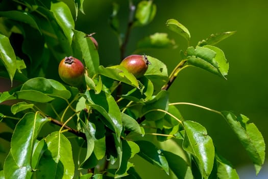 Little pears on tree branch. Unripe pears on tree. Pears in garden. Summer fruits in Latvia.