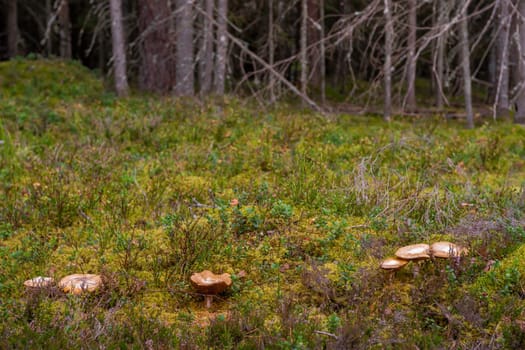 Mossy coniferous forest in Latvia. Fir and pine forest. Mixed wood of pine and spruce trees. Mushrooms in forest. Healty and vegetarian food..