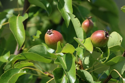 Little pears on tree branch. Unripe pears on tree. Pears in garden. Summer fruits in Latvia.