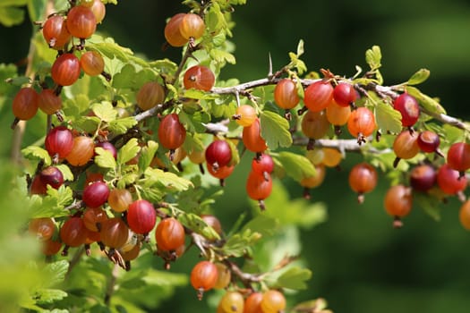 Gooseberries on bush branch. Gooseberries on bush. Gooseberries in garden. Summer berries in Latvia.