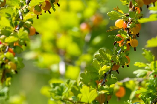 Gooseberries on bush branch. Gooseberries on bush. Gooseberries in garden. Summer berries in Latvia.
