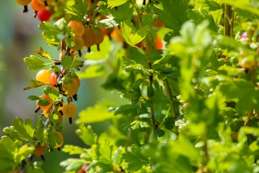 Gooseberries on bush branch. Gooseberries on bush. Gooseberries in garden. Summer berries in Latvia.