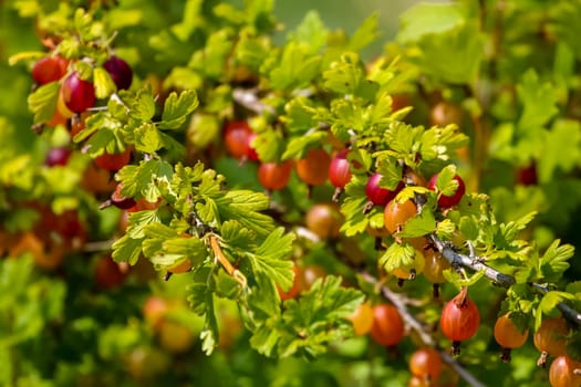 Gooseberries on bush branch. Gooseberries on bush. Gooseberries in garden. Summer berries in Latvia  Ērkšķogas krūmā. Krūms ar ērkšķogām. Ērkšķogu krūms. Ērkšķogas augļu dārzā. Vasaras ogas krūmā. Latvijas ērkšķogas. Augļu dārzs Zemgalē. ..Ērkšķogas ir ērkšķogu dzimtas krūms, kura dabiskais izplatības areāls ir Eiropa, Āfrikas ziemeļrietumi un Āzijas rietumi, dienvidi, dienvidaustrumi. Lai gan taksonomiski ērkšķogas ir jāņogu ģints suga, daži speciālisti tās tomēr izdala atsevišķā ērkšķogu ģintī. Ērkšķogas tiek kultivētas galvenokārt to ogu dēļ. Ērkšķogas tiek sauktas arī par krizdolēm, stiķenēm un ziemeļu vīnogām. Ērkšķogas ir lielisks pektīnu avots, īpaši tad, kad tās vēl nav gluži gatavas. Ērkšķogu izcelsmes sākums ir meklējams Eiropā. Aktīvi šīs ogas sāka kultivēt tikai XVI gadsimtā. Arī pie mums Latvijā ērkšķogas ir ļoti izplatītas ogas. Liela daļa iedzīvotāju tās audzē savos mazdārziņos...Aprakstā izmantoti  lv.wikipedia.org resursi