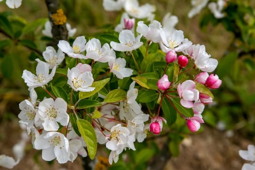 Blooming apple tree in spring time. Blossoming apple flowers. Flowering apple tree in Latvia.