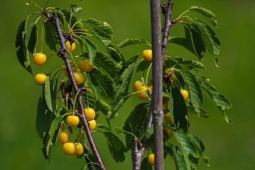 Yellow cherries on tree branch. Sweet cherries on tree. Cherries in garden. Summer fruits in Latvia.