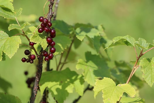 Redcurrant on bush branch. Red currant on bush. Red currant in garden. Summer berries in Latvia.