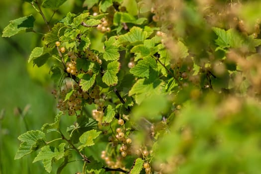 White currants on bush branch. White currants on bush. White currants in garden. Summer berries in Latvia.
