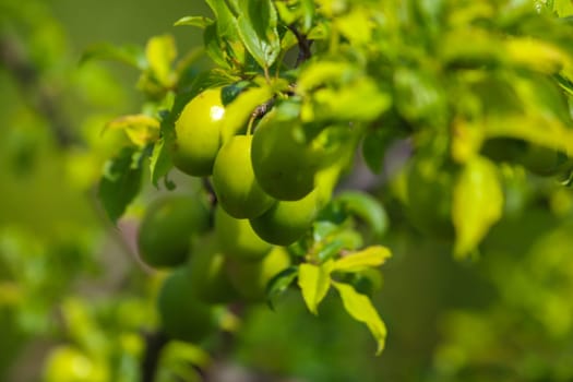 Green plums on tree branch. Unripe plums on tree. Green plums on green background in garden. Summer fruits in Latvia.