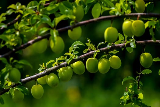 Green plums on tree branch. Unripe plums on tree. Green plums on green background in garden. Summer fruits in Latvia.