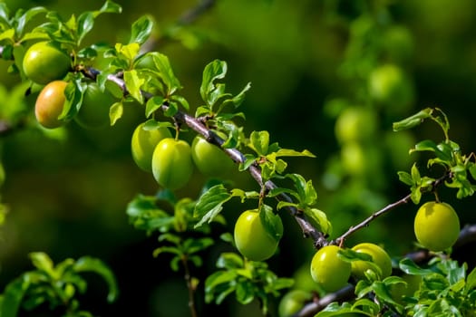 Green plums on tree branch. Unripe plums on tree. Green plums on green background in garden. Summer fruits in Latvia.