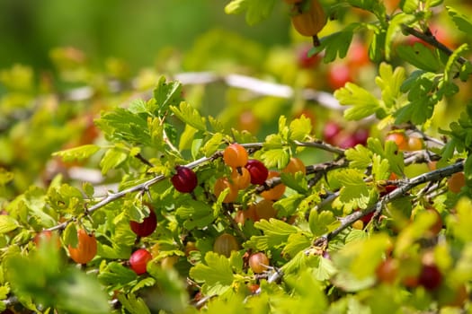 Gooseberries on bush branch. Gooseberries on bush. Gooseberries in garden. Summer berries in Latvia.