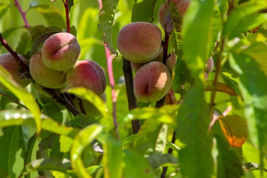 Peaches on tree branch. Unripe peaches on tree. Peaches in garden. Summer fruits in Latvia. Tasty peach on tree in sunny summer orchard.