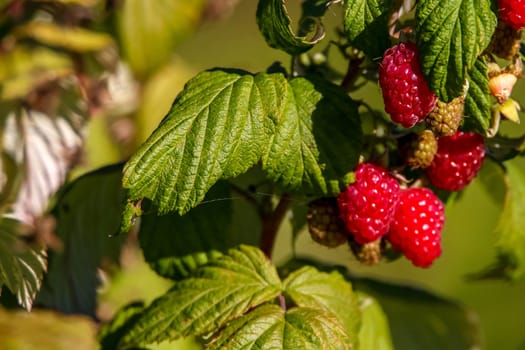 Raspberries on bush branch. Autumn raspberries currants on bush. Red raspberries in garden. Autumn berries in Latvia.