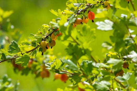 Gooseberries on bush branch. Gooseberries on bush. Gooseberries in garden. Summer berries in Latvia.