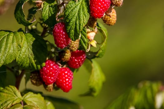 Raspberries on bush branch. Autumn raspberries currants on bush. Red raspberries in garden. Autumn berries in Latvia.