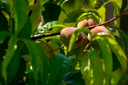 Peaches on tree branch. Unripe peaches on tree. Peaches in garden. Summer fruits in Latvia. Tasty peach on tree in sunny summer orchard.